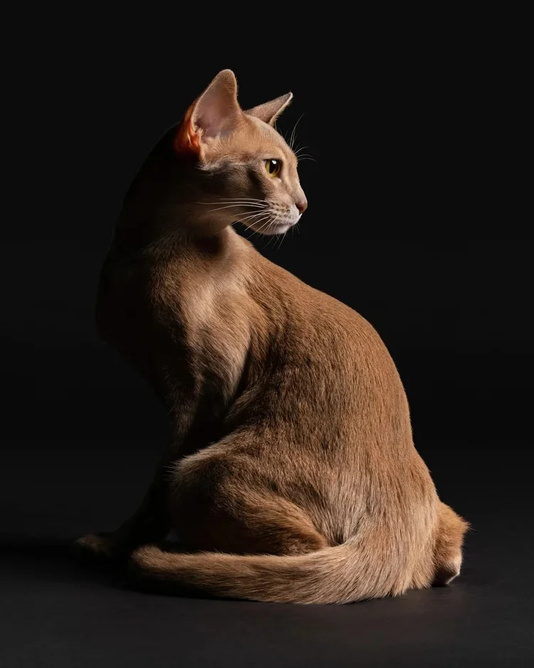 A slender tawny Abyssinian cat sitting in profile against a black background.